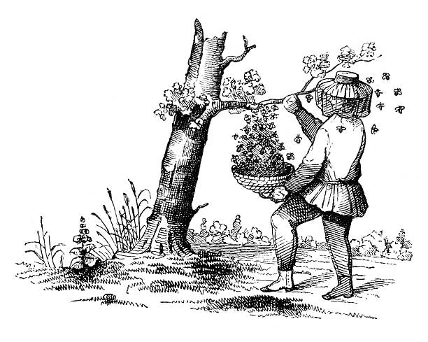 illustrazioni stock, clip art, cartoni animati e icone di tendenza di apicoltore sfruttare miele da albero 1849 - 1849