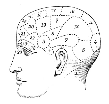 Human head skull phrenology study
