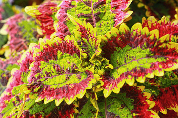 istock Coleus leaves in the nature 505248807