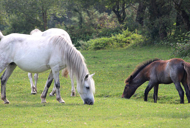 istock Brown and white New Forest ponies / wild horses / foal image 505248967