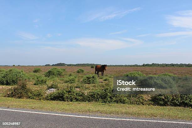 Image Of Brown And White New Forest Ponies Wild Horses Stock Photo - Download Image Now