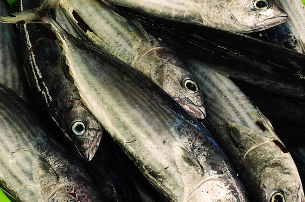 istock raw of fresh fish on market 505250569