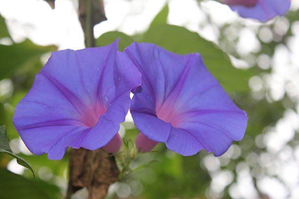 istock Blue and purple bell shaped flowers 505250859