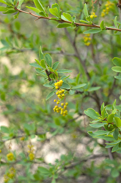 istock Berberis flowers on a branch in spring 505251129