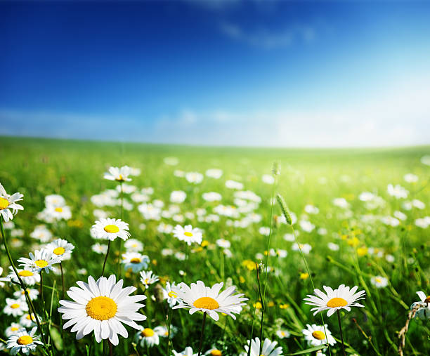 istock field of daisy flowers 505251485
