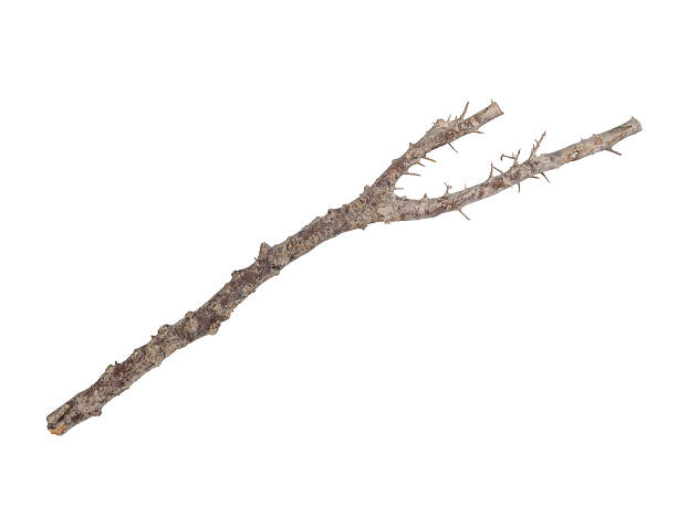 istock wooden stick isolated on white 505251929