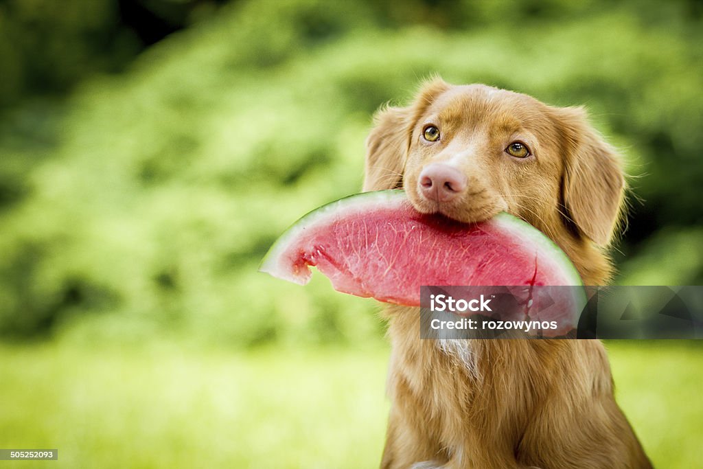 Dog with watermelon Dog holding watermelon in mouth Dog Stock Photo
