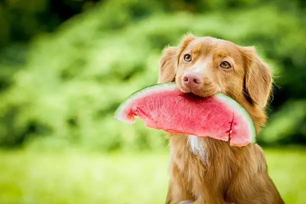 Dog holding watermelon in mouth