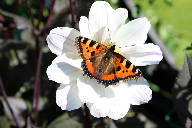 Image of small tortoiseshell butterfly (Aglais urticae), white dahlia flower Photo showing a small tortoiseshell butterfly (Latin name: Aglais urticae), pictured feeding on the pollen of a white dahlia flower with dark purple leaves - part of a herbaceous border in a landscaped garden. small tortoiseshell butterfly stock pictures, royalty-free photos & images