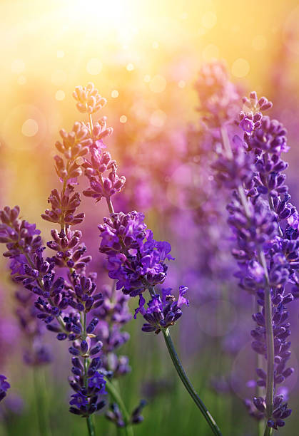 Lavender flowers Detail of garden lavender flowers lavender plant photos stock pictures, royalty-free photos & images