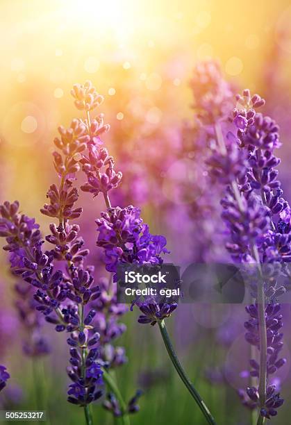 Lavender Flowers Stock Photo - Download Image Now - Flower, Lavender Color, Lavender - Plant