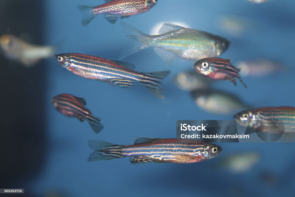 Zebrafish (Danio rerio) aquarium fish Zebrafish (Danio rerio) tropical aquarium fish Zebrafish Stock Photo