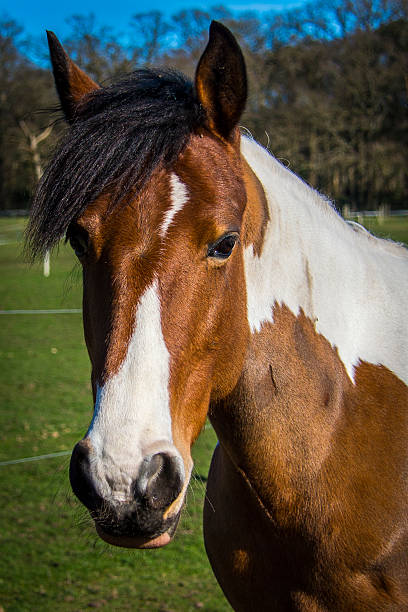 istock Coloured Horse Portrait 505253799