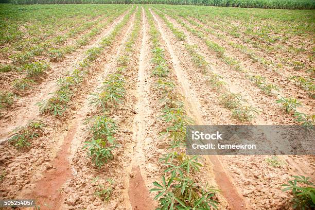 Foto de Tapioca e mais fotos de stock de Agricultura - Agricultura, Biologia, Botânica - Assunto