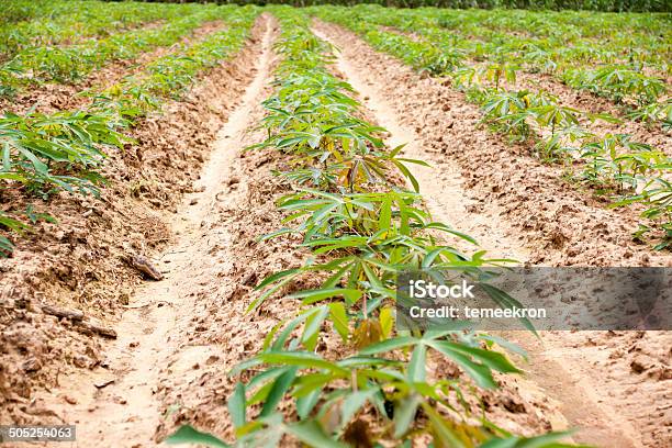 Tapioca Stock Photo - Download Image Now - Agricultural Field, Agriculture, Biology