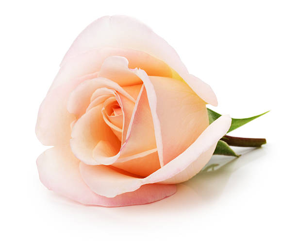 istock light pink rose isolated on the white background 505255139