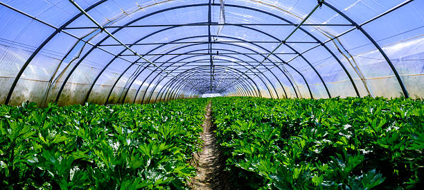 istock Interior of Greenhouse for celery cultivation 505255155