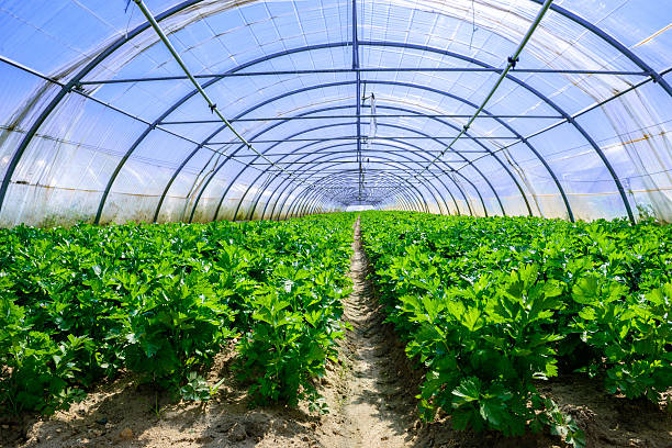istock Celery culture in a greenhouse 505255351
