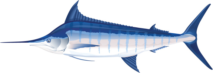 Blue marlin fish in profile, eps10 illustration make transparent objects, isolated
