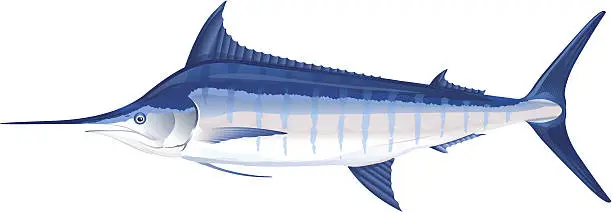 Vector illustration of Blue marlin fish