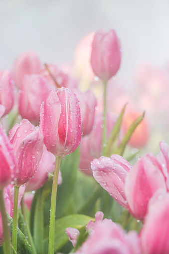 Pink tulip garden in morning mist (soft focus)