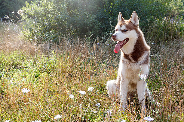 istock Siberian Husky with blue eye at the summer park alone 505261046