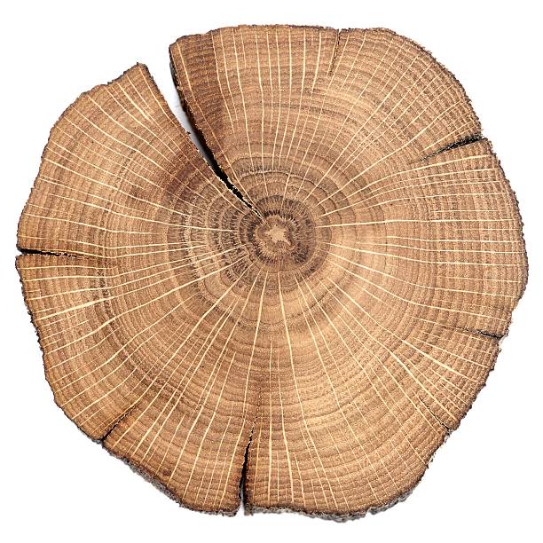 pęknięcie oak split pojedyncze - tree ring zdjęcia i obrazy z banku zdjęć