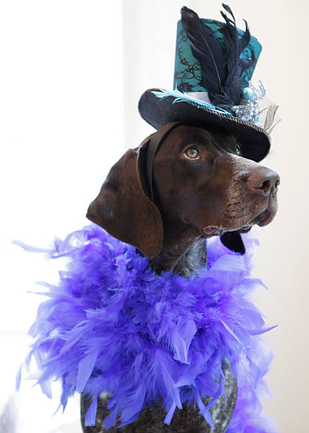 istock Twigs wears her top hat 505261556