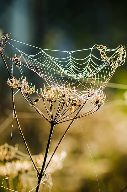 istock Drops of dew on a web shined by morning light 505262496