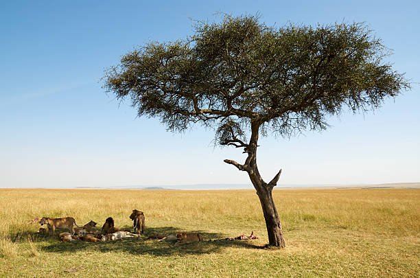 istock pride of lions 505262534