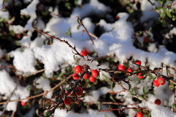istock Red berries in wintertime at first snow 505263082