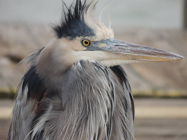 istock Side view of the head of a Great Blue Heron 505263104