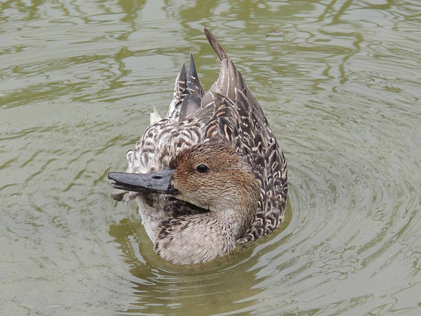 mottled duck - gevlekte eend stockfoto's en -beelden