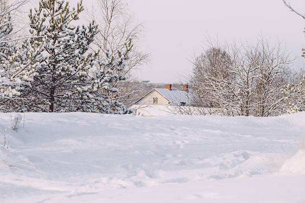 istock Snowy trees in the winter forest 505263404