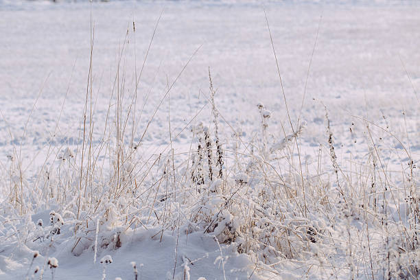 istock Snowy trees in the winter forest 505263882