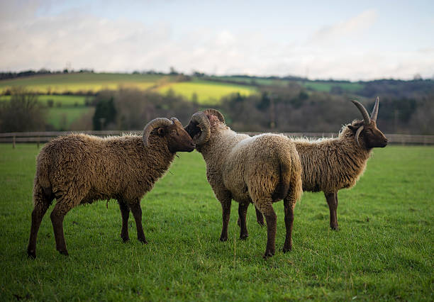 シェトランド羊 - herdwick sheep ストックフォトと画像
