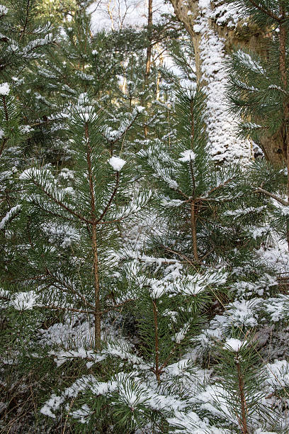 junge nadelbäume im inverno-giovane conifere d'inverno - junge foto e immagini stock