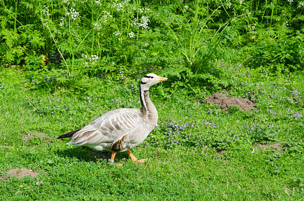 istock The goose walks on a lawn and pinches a grass 505265232