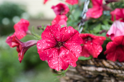 The red petunia in garden. Floral background.