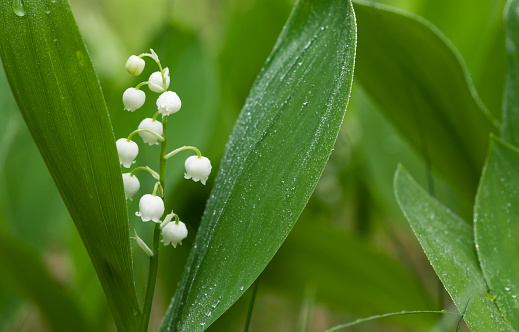 Lilies of the valley in the forest with kaplyamy water on their leaves