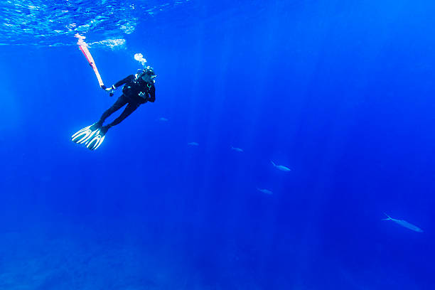 istock Diver Holding Deco Marker Near Surface Watching Passing Tuna Fishes 505266206