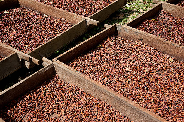 Chocolate production -- cocoa fermentation in Nicaragua