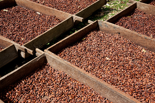 Trays with raw cocoa beans during fermentation process in cocoa production farm in Nicaragua