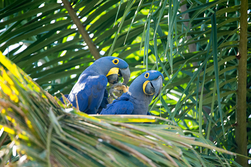 Two Hyacinth Macaws sitting on a palm tree