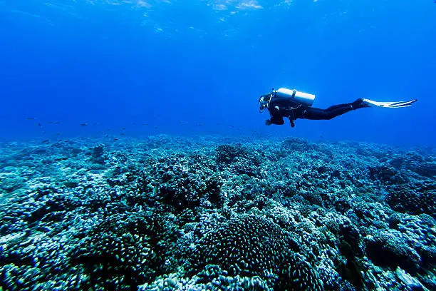 A DSLR underwater photo of a diver at Tiputa Pass, Rangiroa, French Polynesia. She is wearing black swimsuit and is exhaling bubbles. The diver is swimming over the reefs surrounded by the blueish of the sea . There are some small fishes all around.