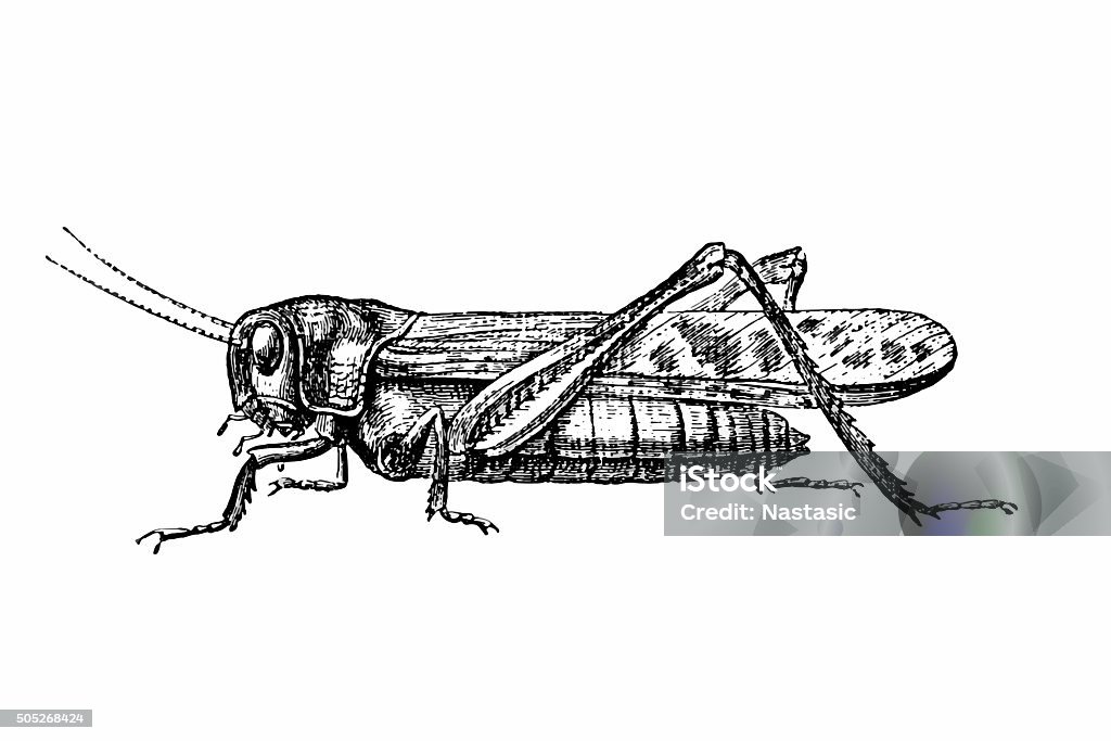 Grasshopper Antique engraving of a grasshopper (isolated on white) Grasshopper stock illustration