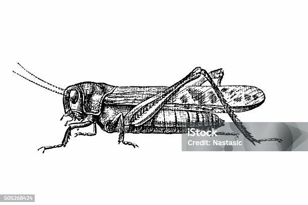 Grasshopper Stock Illustration - Download Image Now - Grasshopper, Engraved Image, Engraving