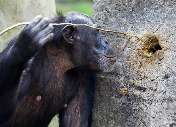 chimp przy użyciu narzędzi - tree skill nature horizontal zdjęcia i obrazy z banku zdjęć
