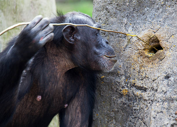 chimp utilização de ferramentas - tree skill nature horizontal imagens e fotografias de stock