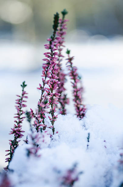 istock Beautiful purple heather in the white snow 505268836